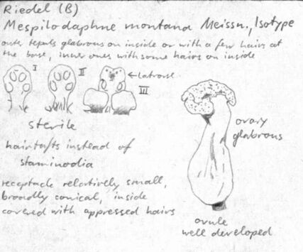 Vorschaubild Mespilodaphne montana Meisn.